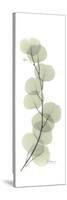 Eucalyptus Branch Up-Albert Koetsier-Stretched Canvas