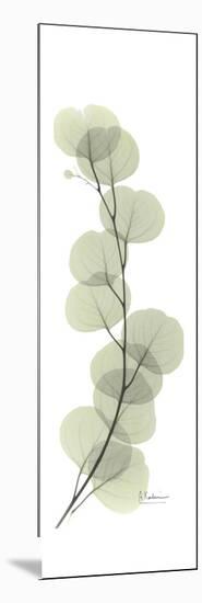 Eucalyptus Branch Up-Albert Koetsier-Mounted Premium Giclee Print