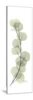 Eucalyptus Branch Up-Albert Koetsier-Stretched Canvas