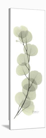Eucalyptus Branch Up-Albert Koetsier-Stretched Canvas