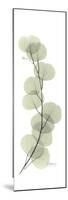 Eucalyptus Branch Up-Albert Koetsier-Mounted Premium Giclee Print