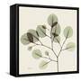 Eucalyptus Branch-Albert Koetsier-Framed Stretched Canvas