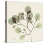 Eucalyptus Branch-Albert Koetsier-Stretched Canvas