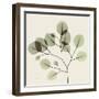 Eucalyptus Branch-Albert Koetsier-Framed Photographic Print