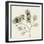 Eucalyptus Branch-Albert Koetsier-Framed Photographic Print