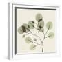 Eucalyptus Branch-Albert Koetsier-Framed Photographic Print