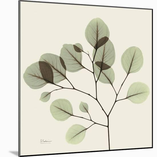 Eucalyptus Branch-Albert Koetsier-Mounted Photographic Print
