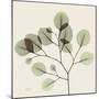 Eucalyptus Branch-Albert Koetsier-Mounted Photographic Print