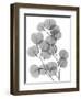 Eucalyptus Bunch-Albert Koetsier-Framed Art Print