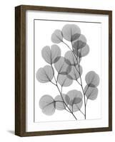 Eucalyptus Bunch-Albert Koetsier-Framed Art Print
