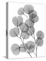 Eucalyptus Bunch-Albert Koetsier-Stretched Canvas