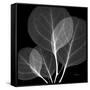 Eucalyptus Close Up Black and White-Albert Koetsier-Framed Stretched Canvas