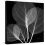 Eucalyptus Close Up Black and White-Albert Koetsier-Stretched Canvas