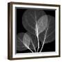 Eucalyptus Close Up Black and White-Albert Koetsier-Framed Art Print