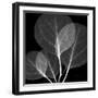 Eucalyptus Close Up Black and White-Albert Koetsier-Framed Art Print