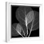 Eucalyptus Close Up Black and White-Albert Koetsier-Framed Art Print