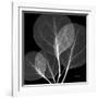 Eucalyptus Close Up Black and White-Albert Koetsier-Framed Art Print