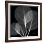 Eucalyptus Close Up Black and White-Albert Koetsier-Framed Art Print