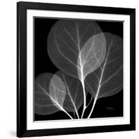 Eucalyptus Close Up Black and White-Albert Koetsier-Framed Art Print