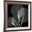 Eucalyptus Close Up Black and White-Albert Koetsier-Framed Art Print