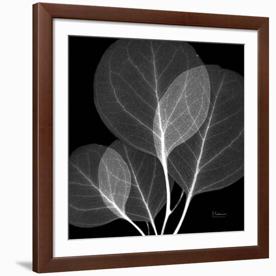 Eucalyptus Close Up Black and White-Albert Koetsier-Framed Art Print