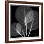 Eucalyptus Close Up Black and White-Albert Koetsier-Framed Art Print