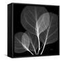 Eucalyptus Close Up Black and White-Albert Koetsier-Framed Stretched Canvas