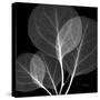 Eucalyptus Close Up Black and White-Albert Koetsier-Stretched Canvas