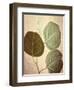 Eucalyptus Color-Debra Van Swearingen-Framed Art Print