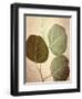 Eucalyptus Color-Debra Van Swearingen-Framed Art Print