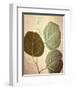 Eucalyptus Color-Debra Van Swearingen-Framed Art Print