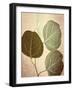 Eucalyptus Color-Debra Van Swearingen-Framed Art Print