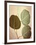 Eucalyptus Color-Debra Van Swearingen-Framed Art Print