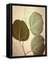 Eucalyptus Color-Debra Van Swearingen-Framed Stretched Canvas