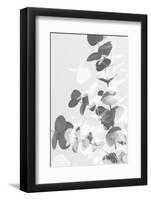 Eucalyptus Creative 09-1x Studio III-Framed Photographic Print