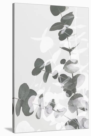 Eucalyptus Creative 09-1x Studio III-Stretched Canvas