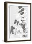 Eucalyptus Creative 09-1x Studio III-Framed Photographic Print