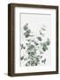 Eucalyptus Creative 16-1x Studio III-Framed Photographic Print