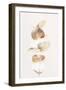 Eucalyptus Creative Gold 04-1x Studio III-Framed Photographic Print