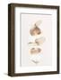 Eucalyptus Creative Gold 04-1x Studio III-Framed Photographic Print