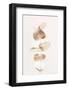 Eucalyptus Creative Gold 04-1x Studio III-Framed Photographic Print