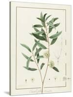 Eucalyptus Diversifolia, 1811 (W/C and Bodycolour over Traces of Graphite on Vellum)-Pierre Joseph Redoute-Stretched Canvas