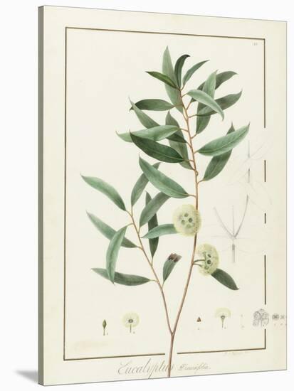 Eucalyptus Diversifolia, 1811 (W/C and Bodycolour over Traces of Graphite on Vellum)-Pierre Joseph Redoute-Stretched Canvas