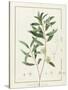 Eucalyptus Diversifolia, 1811 (W/C and Bodycolour over Traces of Graphite on Vellum)-Pierre Joseph Redoute-Stretched Canvas