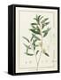 Eucalyptus Diversifolia, 1811 (W/C and Bodycolour over Traces of Graphite on Vellum)-Pierre Joseph Redoute-Framed Stretched Canvas