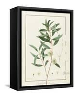 Eucalyptus Diversifolia, 1811 (W/C and Bodycolour over Traces of Graphite on Vellum)-Pierre Joseph Redoute-Framed Stretched Canvas