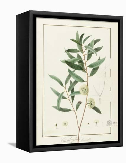 Eucalyptus Diversifolia, 1811 (W/C and Bodycolour over Traces of Graphite on Vellum)-Pierre Joseph Redoute-Framed Stretched Canvas