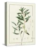 Eucalyptus Diversifolia, 1811 (W/C and Bodycolour over Traces of Graphite on Vellum)-Pierre Joseph Redoute-Stretched Canvas