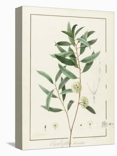 Eucalyptus Diversifolia, 1811 (W/C and Bodycolour over Traces of Graphite on Vellum)-Pierre Joseph Redoute-Stretched Canvas