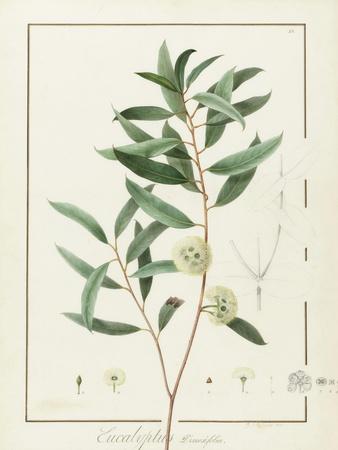 https://imgc.allpostersimages.com/img/posters/eucalyptus-diversifolia-1811-w-c-and-bodycolour-over-traces-of-graphite-on-vellum_u-L-Q1HLDLS0.jpg?artPerspective=n